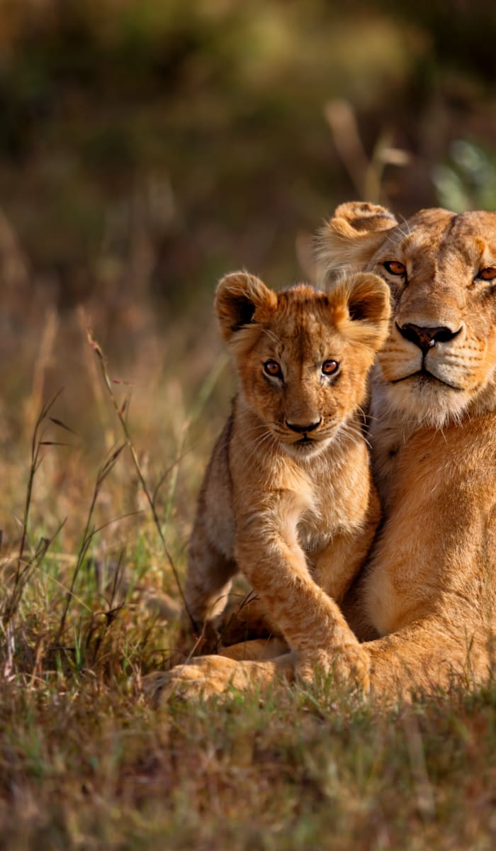 Eine Löwin ruht auf den grasbewachsenen Ebenen der Masai Mara in Kenia, während ein junger Löwenjunges dicht bei ihr liegt.