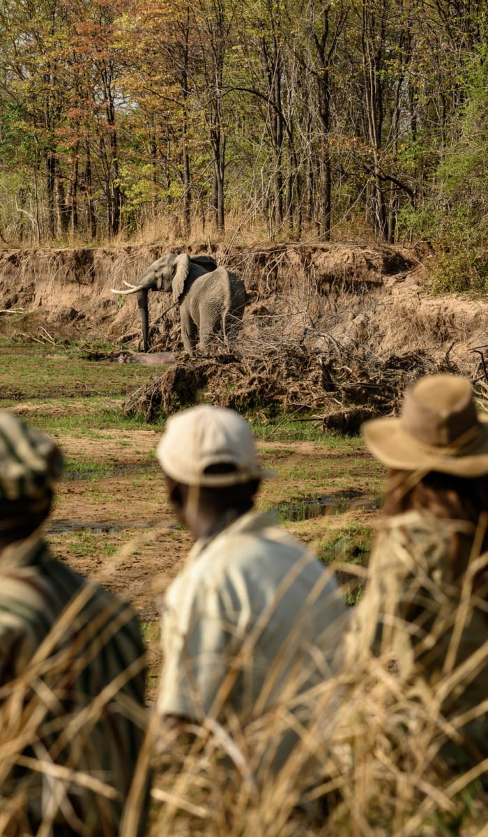 A group of tourists watching elephants near a riverbank in a national park.