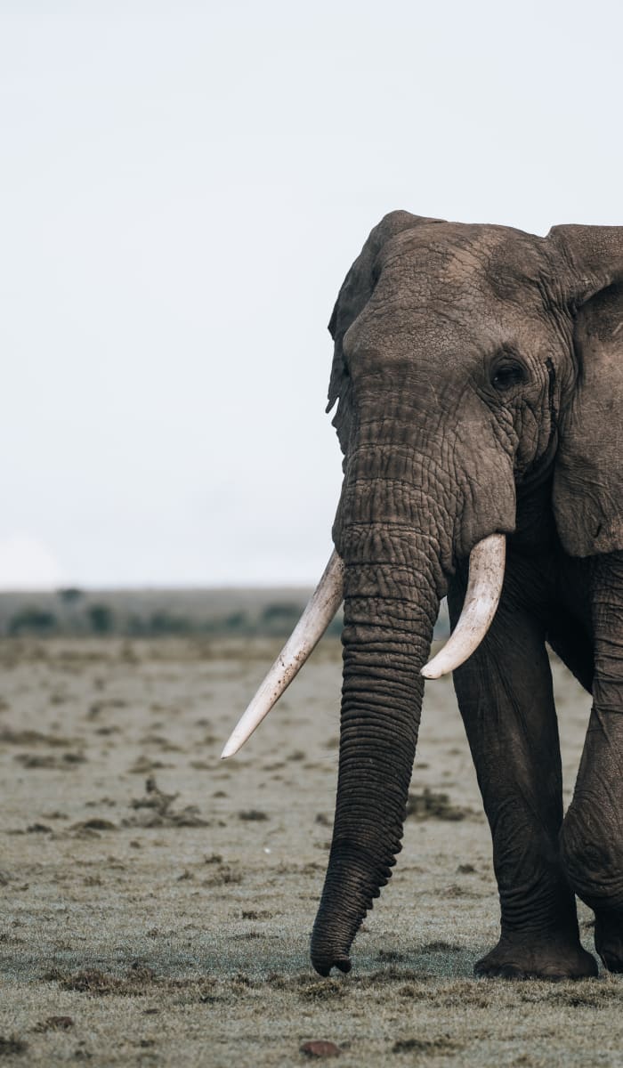 Ein einzelner afrikanischer Elefant steht auf einer trockenen Savannenlandschaft in Tansania.