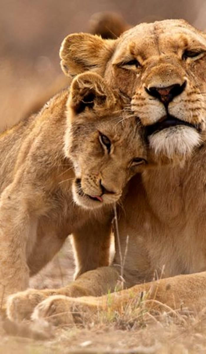 A lioness with her cub resting on the ground in a natural habitat.