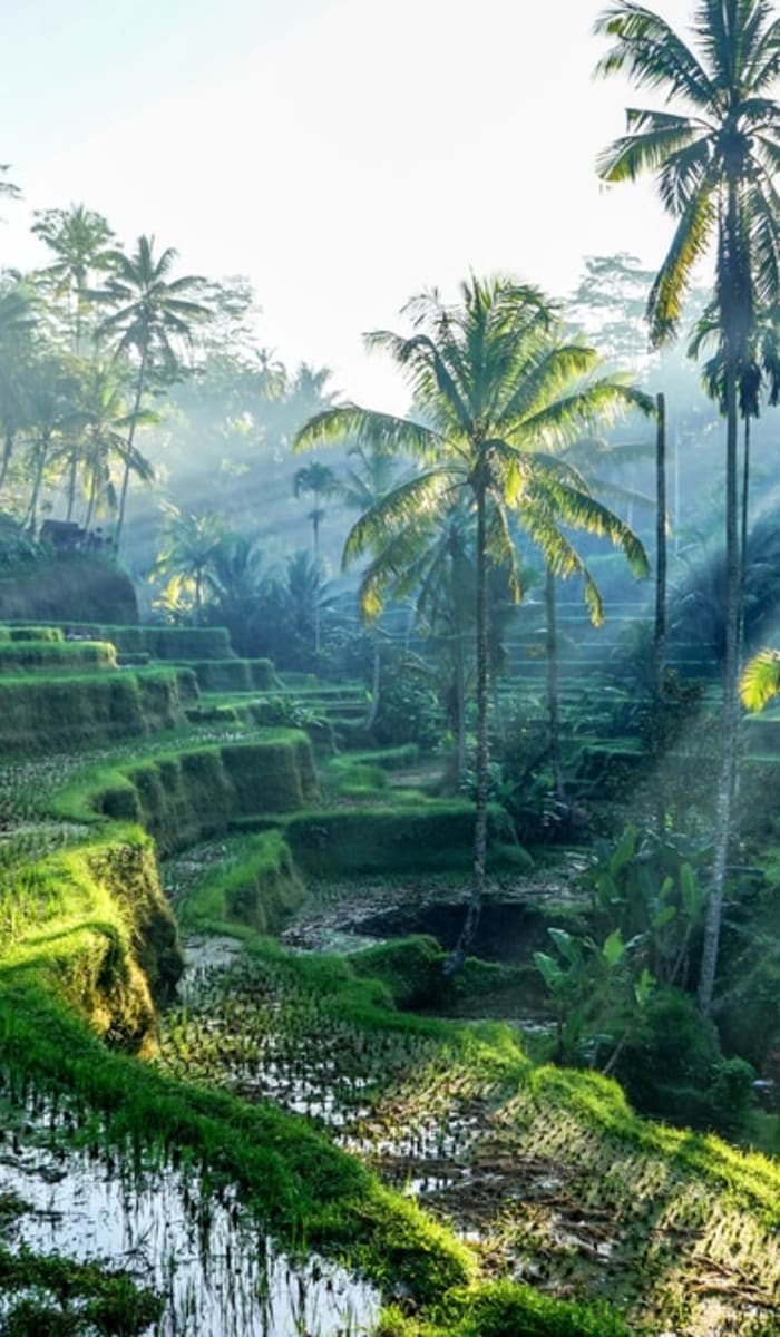 Sun rays filtering through palm trees over lush, terraced rice fields on Bali.