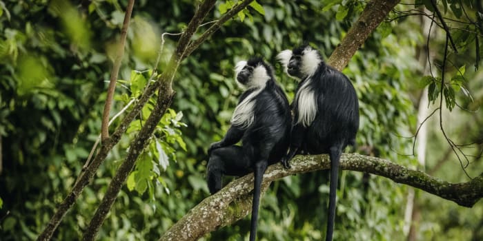 Colobus Affen sitzen auf einem Ast im Wald