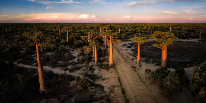 Baobabs aus der Luft