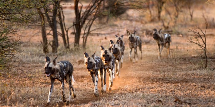 Wildhunde laufen in einer Reihe über die Savanne