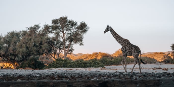 Giraffe wandert durch die Wüstenlandschaft