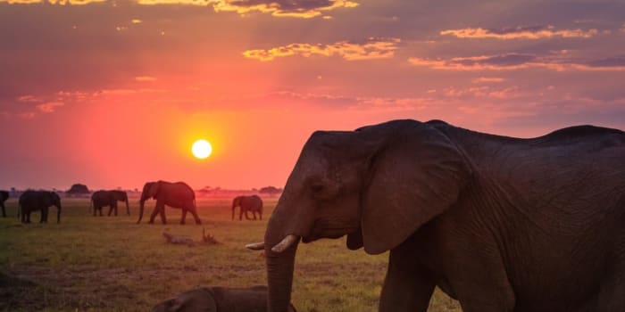  Mother elephant with small elephant