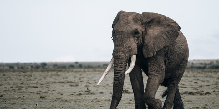Elefantenbulle wandert über offene Ebene