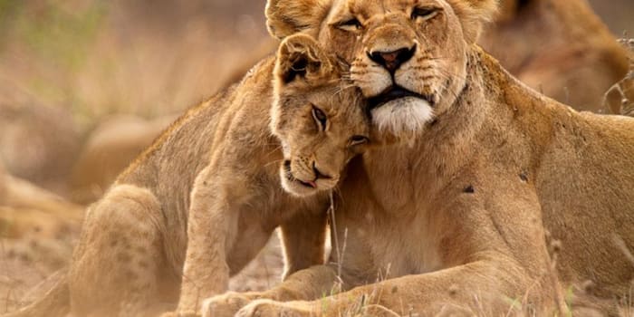 Lion cub cuddling with its mother