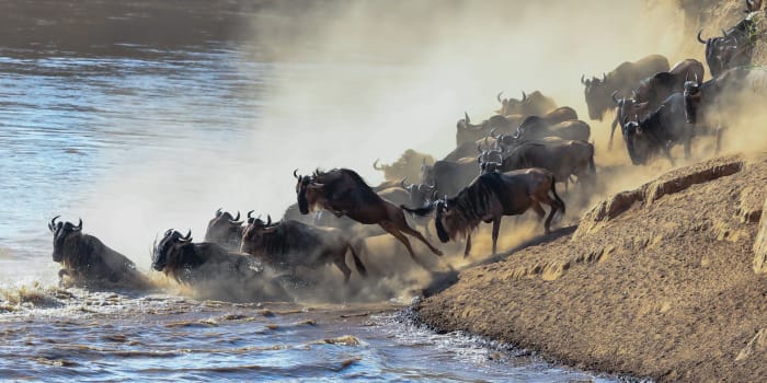 Gnus stehen am Ufer eines Flusses und springen ins Wasser