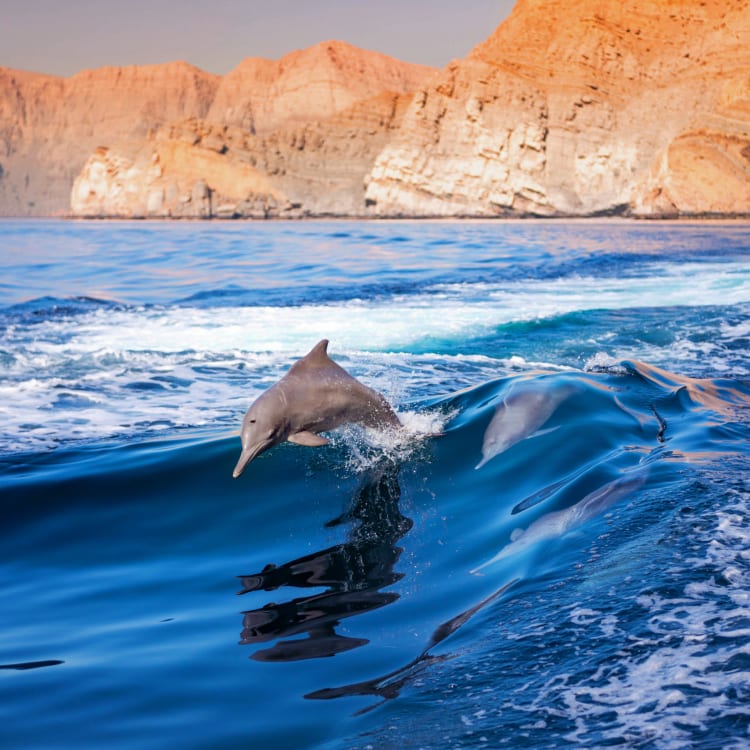 A dolphin swimming near the surface of the ocean with rocky cliffs in the background.