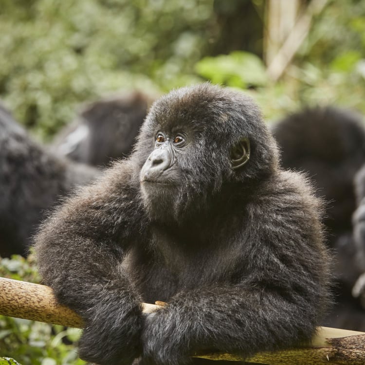 Gorillajunges auf einem Ast