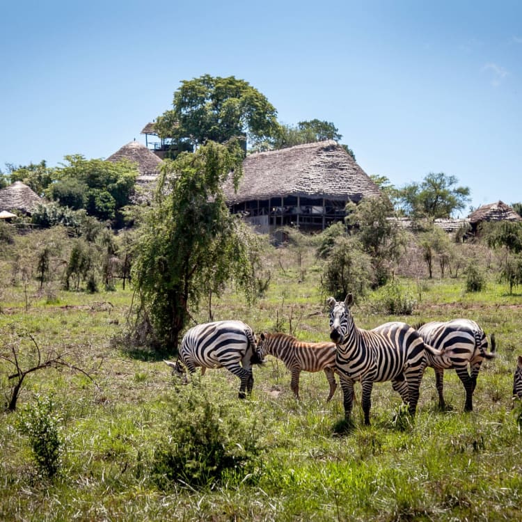 Zebras vor der Apoka Safari Lodge