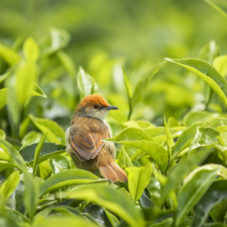 Ein kleiner Vogel sitzt zwischen üppigen grünen Teeblättern in einer Plantage.