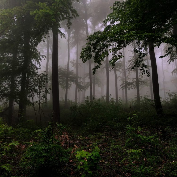 A foggy, dense forest with tall trees and lush green foliage.