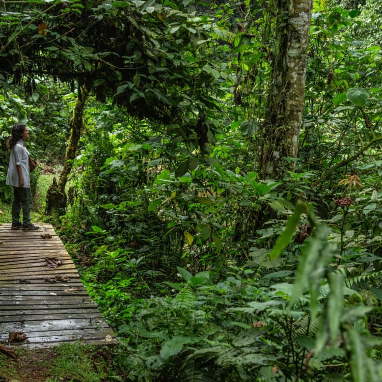 Frau wandert im Bwindi Wald