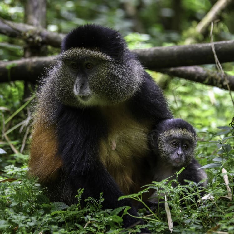 Eine Mutter und ein Baby Goldmeerkatze in einer üppigen grünen Waldlandschaft in Ruanda.