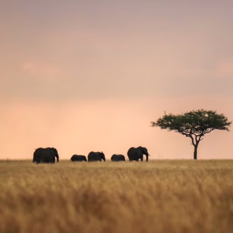 Elefanten und ein einzelner Baum bei Sonnenuntergang auf der Savanne in Masai Mara, Kenia.