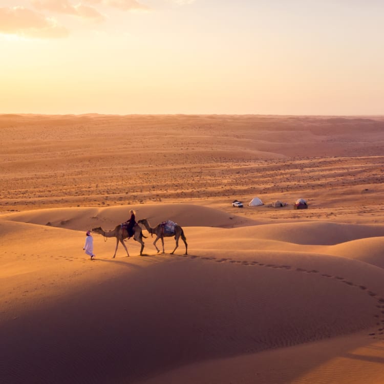A person leading two camels across sand dunes during sunset, with tents visible in the background.