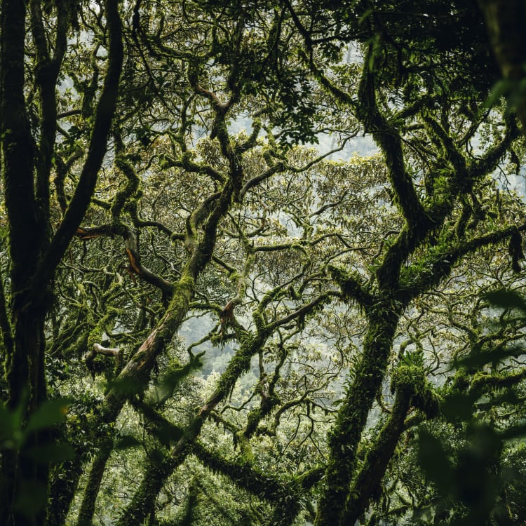 Dense, intertwined branches and foliage of a rainforest canopy with sunlight filtering through.