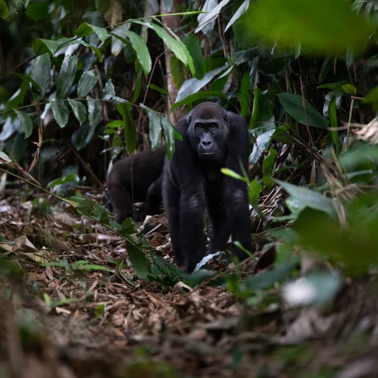 A young gorilla walking through dense jungle foliage in Odzala National Park, Republic of Congo.