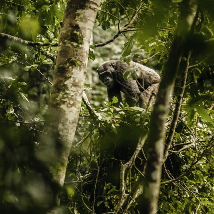 A chimpanzee is sitting amidst dense green foliage in a forest in Nyungwe.