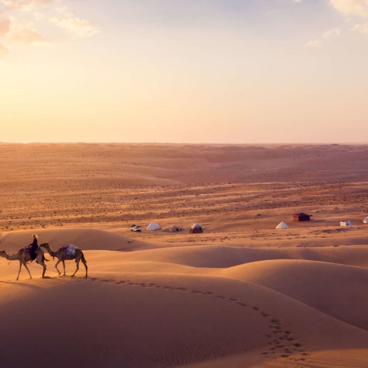Camels walk across golden sand dunes at sunset in the Wahiba Sands desert.