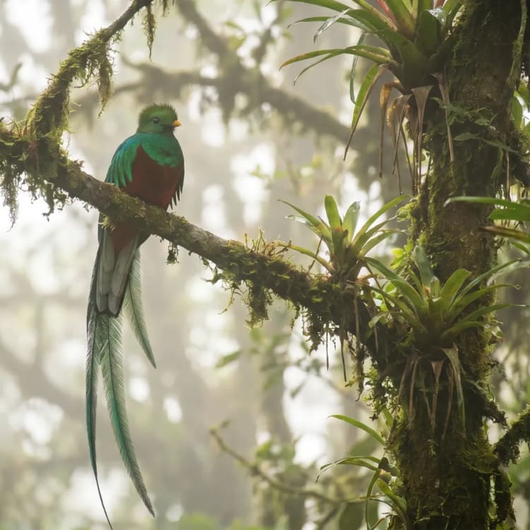 Ein farbenprächtiger Quetzalvogel sitzt auf einem moosbedeckten Ast in einem nebligen tropischen Wald.