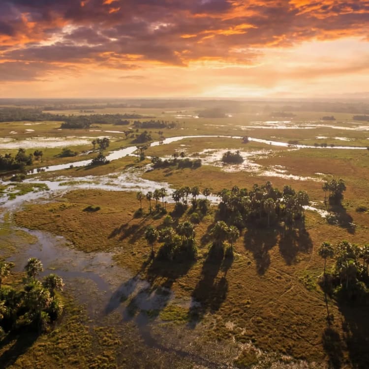 Panoramablick ueber die gruene Weite des Pantanal mit Wasserlaeufen und vereinzelten Palmen bei goldenem Abendlicht — beste Reisezeit Brasilien
