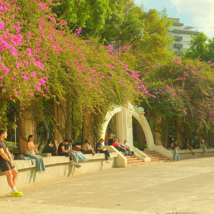 Menschen sitzen und entspannen sich an einer niedrigen Mauer unter üppigen Bougainvillea-Ranken mit lebhaften pinkfarbenen Blüten in einem Stadtpark in Mexiko-Stadt.