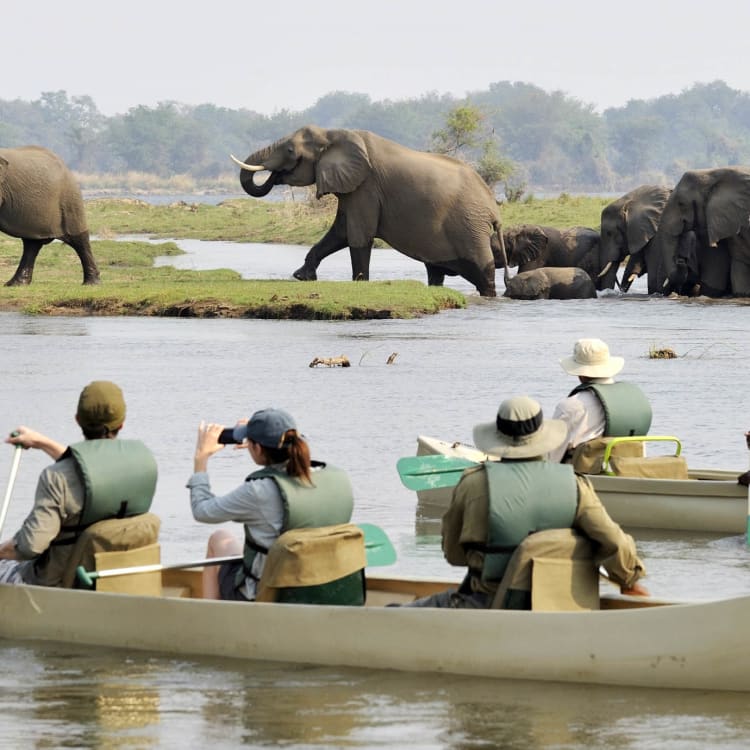 Touristen in Kanus beobachten Elefanten am Flussufer während einer Safari.