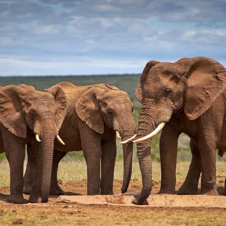 Drei Elefanten stehen an einem kleinen Wasserloch und trinken