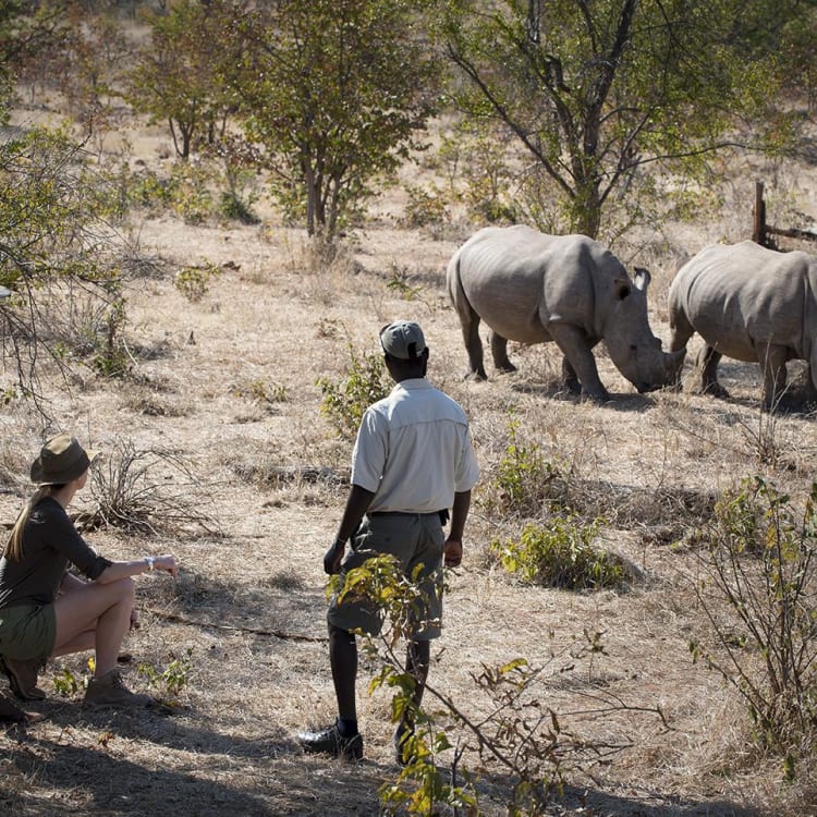 Drei Touristen beobachten zwei weiße Nashörner während einer Walking Safari in einer trockenen, bushigen Landschaft.
