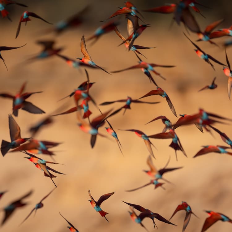 Eine große Schar bunter Carmine-Bienenfresser fliegt über einer unscharfen Landschaft.