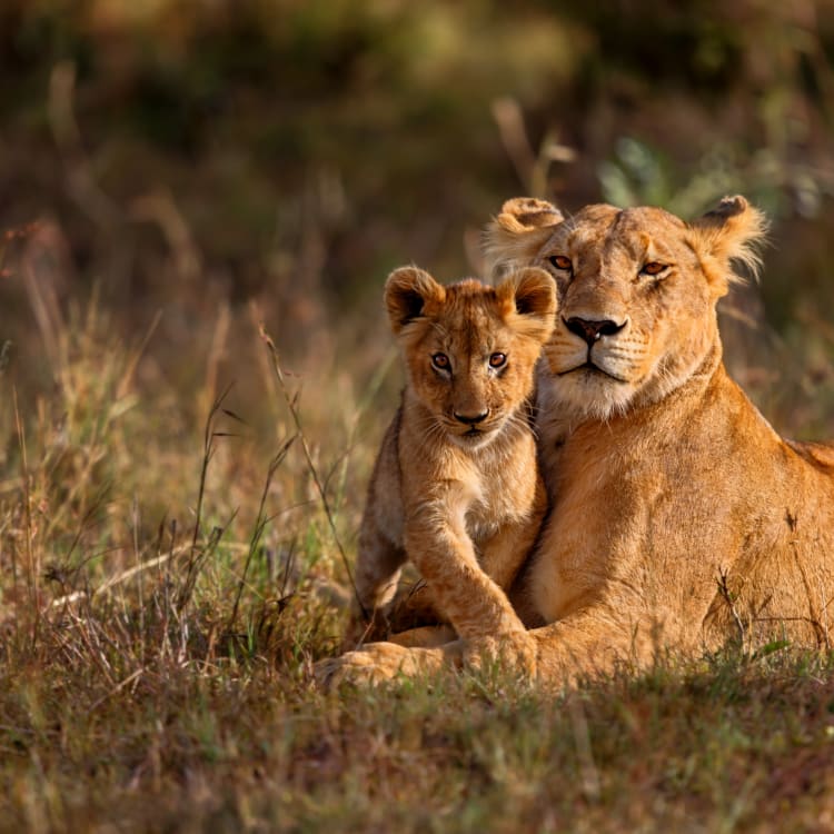 Eine Löwin ruht auf den grasbewachsenen Ebenen der Masai Mara in Kenia, während ein junger Löwenjunges dicht bei ihr liegt.