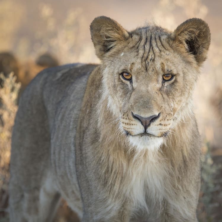A young lion with a light-colored mane standing in the natural habitat of a savannah.