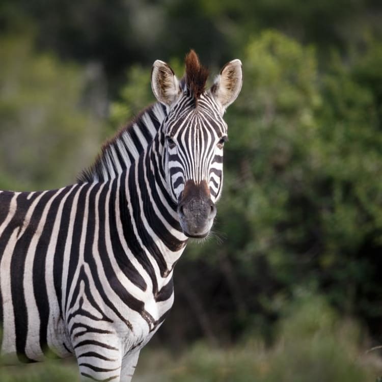 Two zebras standing on grassy terrain with trees in the background.
