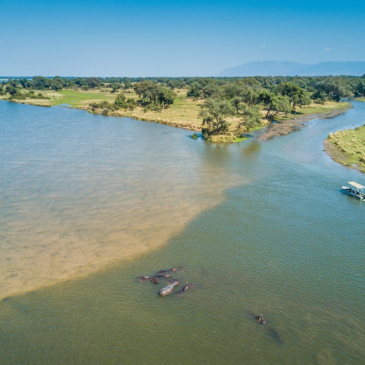 Luftaufnahme eines Flusses mit schwimmenden Flusspferden und einem schnellfahrenden Boot in einer üppigen, grünen Landschaft.