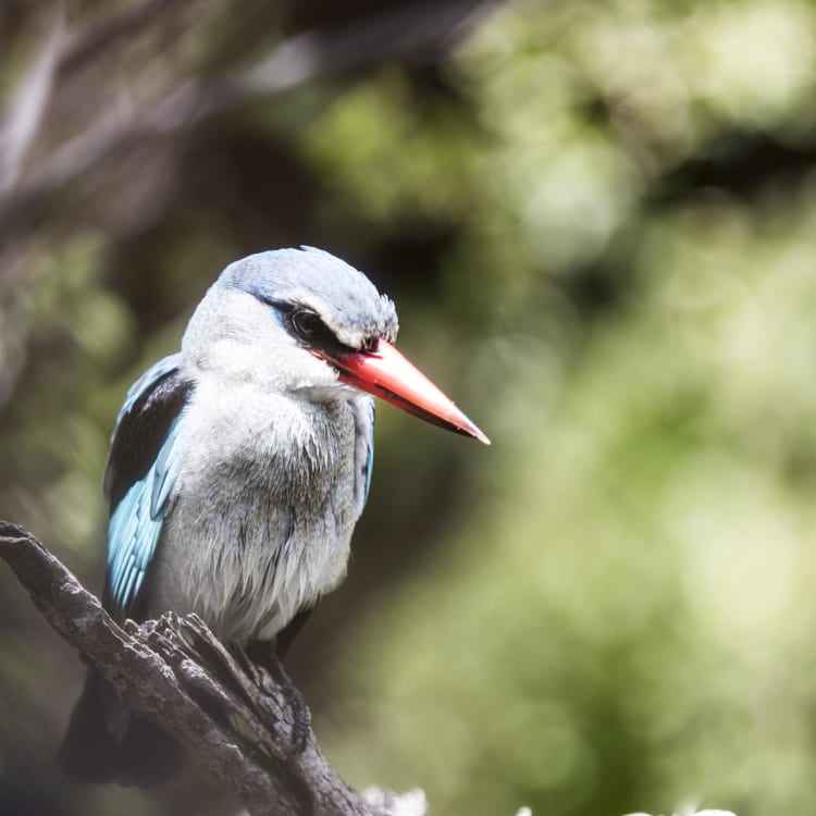 Vogel auf einem Ast sitzend