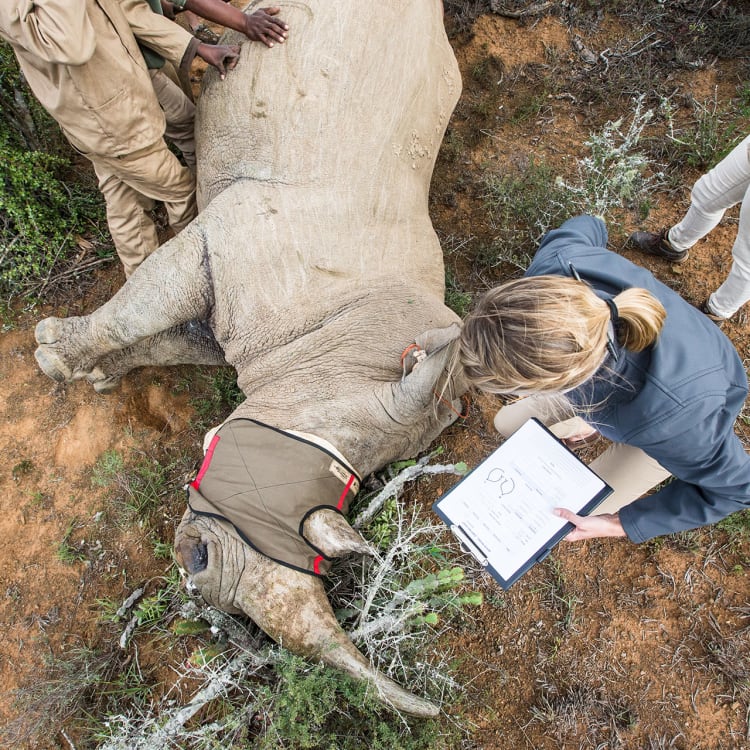 Ein Team von Naturschützern untersucht ein betäubtes Nashorn im Buschland. Eine Frau macht sich Notizen auf einem Klemmbrett, während andere Teammitglieder das Tier betreuen. Das Nashorn trägt eine Schutzabdeckung über seinen Augen.