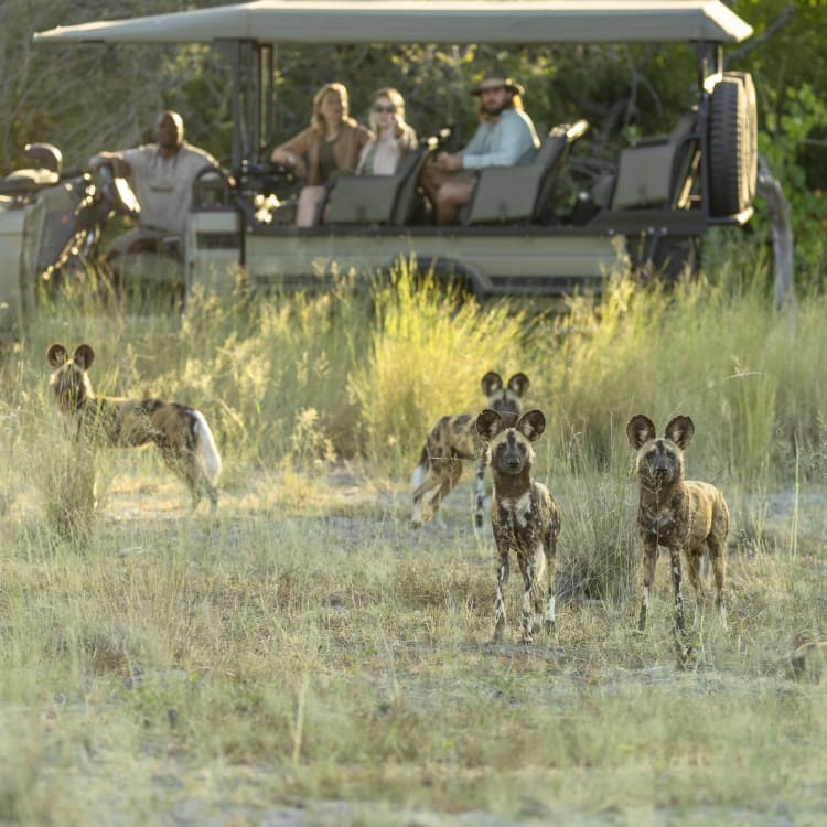 Eine Gruppe von Wildhunden steht im Vordergrund eines Bildes in einer offenen Savannenlandschaft. Im Hintergrund befindet sich ein Safari-Fahrzeug, in dem mehrere Touristen und ein Guide sitzen.