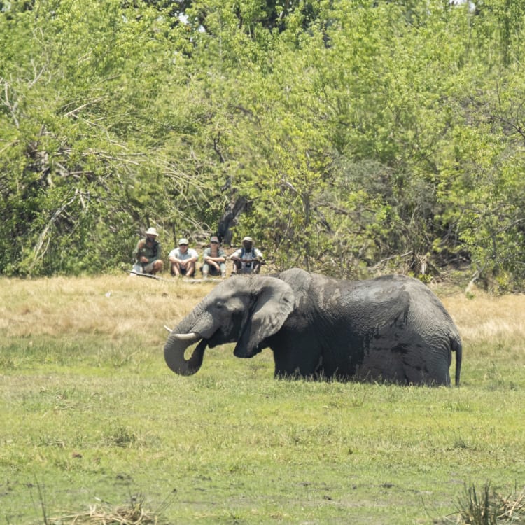 Ein Elefant steht in einer grünen, grasbewachsenen Landschaft, teilweise mit Schlamm bedeckt, während im Hintergrund eine Gruppe von Menschen sitzt und den Elefanten aus sicherer Entfernung beobachtet.