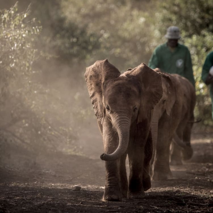 Guide with baby elephants