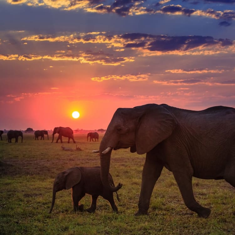 A herd of elephants, including a large adult and a baby, walking across a grassy plain at sunset in Chobe National Park, Botswana.