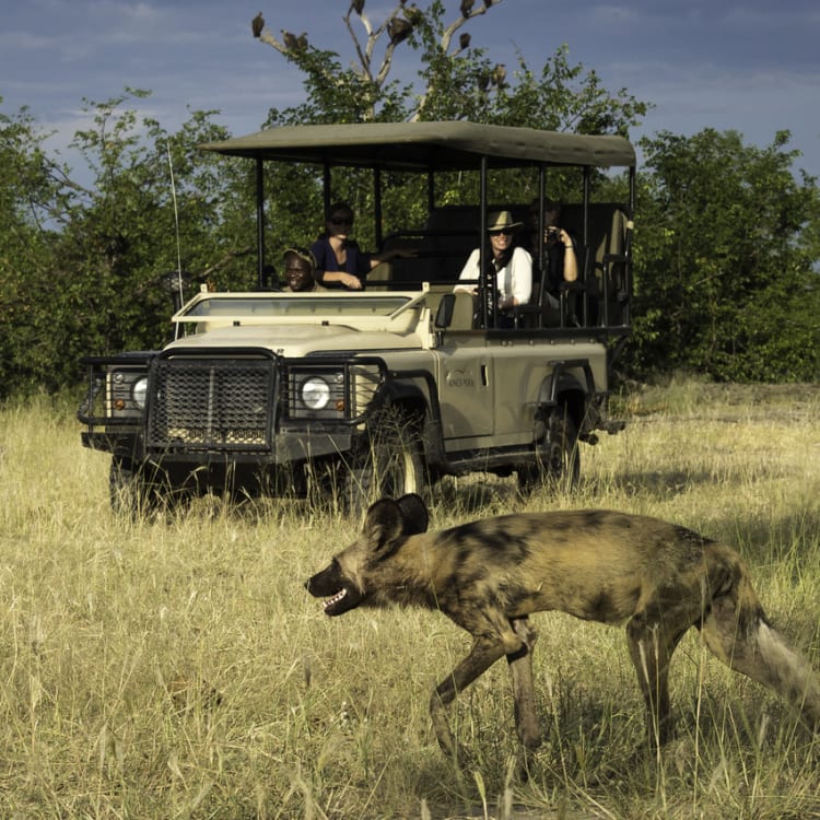 Eine Safari-Gruppe in einem offenen Geländewagen beobachtet einen Afrikanischen Wildhund, der durch das Grasland streift.