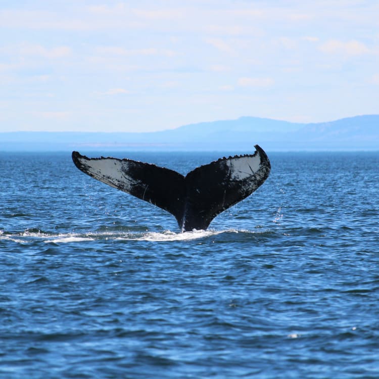 A whale's tail emerges from the ocean during a whale watching tour.