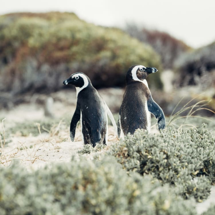 Two penguins standing on a rocky and sandy landscape with some low vegetation.