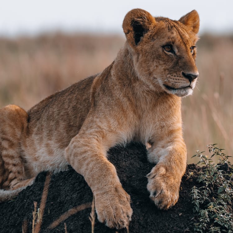 Ein junger Löwenjunges ruht auf einem Felsen in den Graslandschaften der Maasai Mara.