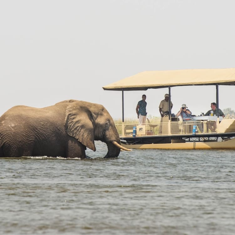 Ein Elefant schwimmt im Wasser neben einem Boot mit Menschen darin, in einer Naturlandschaft.