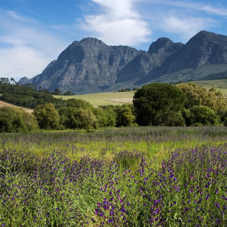 Zwei Personen erkunden einen üppigen Lavendegarten mit Bergen im Hintergrund bei Babylonstoren, nahe Franschhoek.