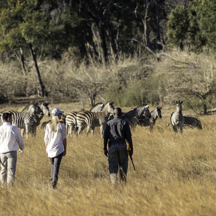 Zwei Gäste auf einer geführten Fußsafari in der afrikanischen Savanne, umgeben von einer Herde Zebras